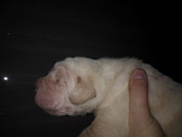 cucciolo di cane corso bianco